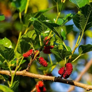 Red Mulberry Live Plants - Sweet Fruiting Trees, 4 to 6 Inch Tall, Bare Root - Image 7