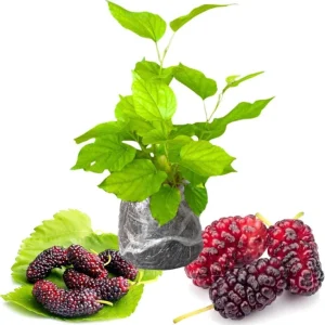 Red Mulberry Tree Live Plant – Sweet Fruit – 4 to 6 Inch Tall – Bare Root Starter - Image 2