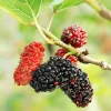 Red Mulberry Tree Live Plant – Sweet Fruit – 4 to 6 Inch Tall – Bare Root Starter - Image 1