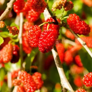 Red Mulberry Tree Live Plant – Sweet Fruit – 4 to 6 Inch Tall – Bare Root Starter - Image 8