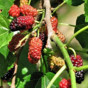 Red Mulberry Tree Live Plant – Sweet Fruit – 4 to 6 Inch Tall – Bare Root Starter - Image 9
