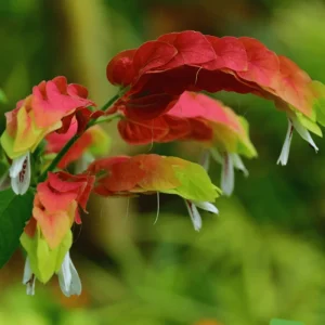 Red Shrimp Live Plant - Justicia Brandegeeana, Exotic Blooms, 4-8 Inch Tall - Image 5