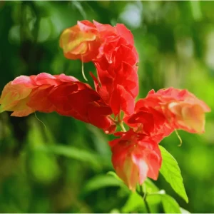 Red Shrimp Live Plant - Justicia Brandegeeana, Exotic Blooms, 4-8 Inch Tall - Image 6