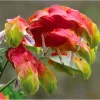 Red Shrimp Live Plant - Justicia Brandegeeana, Exotic Blooms, 4-8 Inch Tall - Image 1