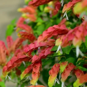 Red Shrimp Plant Live Starter – 4 Inch Pot, 3-6 Inch Tall – Well Rooted Flowers - Image 5