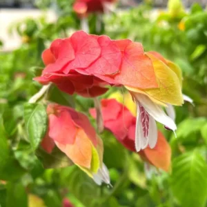 Red Shrimp Plant Live Starter – 4 Inch Pot, 3-6 Inch Tall – Well Rooted Flowers - Image 8