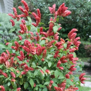 Red Shrimp Plant Live Starter – 4 Inch Pot, 3-6 Inch Tall – Well Rooted Flowers - Image 9