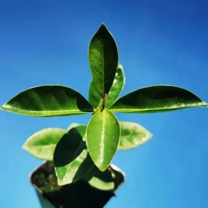 Red Strawberry Guava Live Plant - Psidium Cattleyanum - Sweet Edible Fruit Tree - 4 to 9 Inch Tall - Image 4