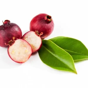 Red Strawberry Guava Live Plant - Psidium Cattleyanum - Sweet Edible Fruit Tree - 4 to 9 Inch Tall - Image 5