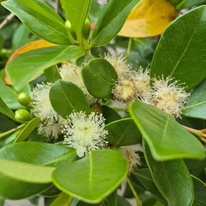 Red Strawberry Guava Live Plant - Psidium Cattleyanum - Sweet Edible Fruit Tree - 4 to 9 Inch Tall - Image 6