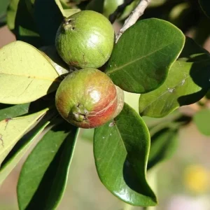 Red Strawberry Guava Live Plant - Psidium Cattleyanum - Sweet Edible Fruit Tree - 4 to 9 Inch Tall - Image 7