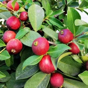 Red Strawberry Guava Live Plant - Psidium Cattleyanum - Sweet Edible Fruit Tree - 4 to 9 Inch Tall - Image 8