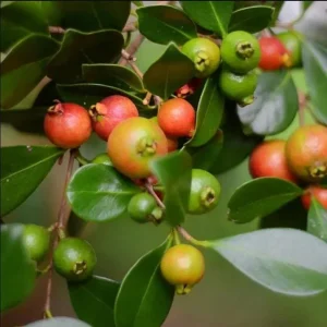 Red Strawberry Guava Live Plant - Psidium Cattleyanum - Sweet Edible Fruit Tree - 4 to 9 Inch Tall - Image 9