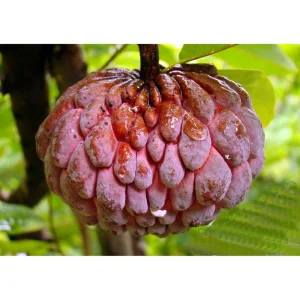 Red Sugar Apple Live Plant - 8 to 10 Inch Tall Custard Apple Tree in Half Gallon Pot - Image 3