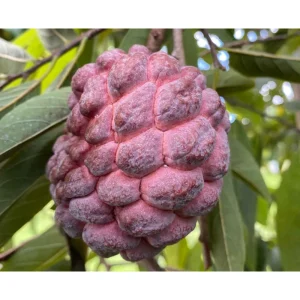 Red Sugar Apple Live Plant - 8 to 10 Inch Tall Custard Apple Tree in Half Gallon Pot - Image 4