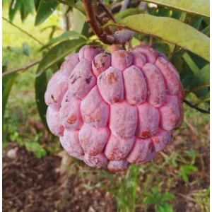Red Sugar Apple Live Plant - 8 to 10 Inch Tall Custard Apple Tree in Half Gallon Pot - Image 5