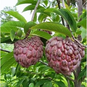 Red Sugar Apple Live Plant - 8 to 10 Inch Tall Custard Apple Tree in Half Gallon Pot - Image 6