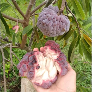 Red Sugar Apple Live Plant - 8 to 10 Inch Tall Custard Apple Tree in Half Gallon Pot - Image 1