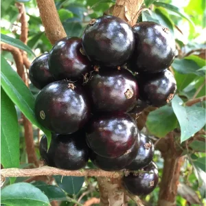 Sabara Jaboticaba Live Plant - Black Jaboticaba Tree in 4 Inch Pot - Fruit Bearing - Image 2