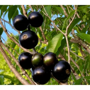 Sabara Jaboticaba Live Plant - Black Jaboticaba Tree in 4 Inch Pot - Fruit Bearing - Image 3