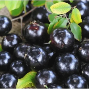 Sabara Jaboticaba Live Plant - Black Jaboticaba Tree in 4 Inch Pot - Fruit Bearing - Image 4