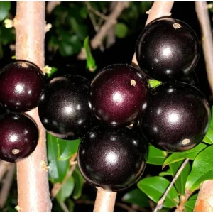 Sabara Jaboticaba Live Plant - Black Jaboticaba Tree in 4 Inch Pot - Fruit Bearing - Image 6