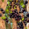 Sabara Jaboticaba Live Plant - Black Jaboticaba Tree in 4 Inch Pot - Fruit Bearing - Image 1