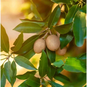 Sapodilla Tree Live Plant - Sweet Tropical Fruit Tree - 6-8 Inches Tall - Image 2