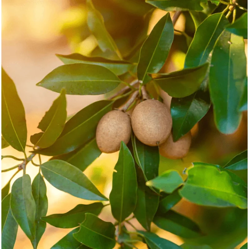 Sapodilla Tree Live Plant - Sweet Tropical Fruit Tree - 6-8 Inches Tall - Image 2