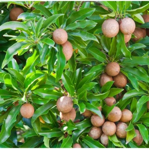 Sapodilla Tree Live Plant - Sweet Tropical Fruit Tree - 6-8 Inches Tall - Image 3