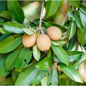 Sapodilla Tree Live Plant - Sweet Tropical Fruit Tree - 6-8 Inches Tall - Image 4