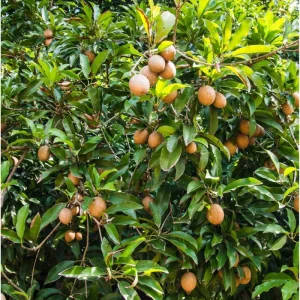 Sapodilla Tree Live Plant - Sweet Tropical Fruit Tree - 6-8 Inches Tall - Image 5