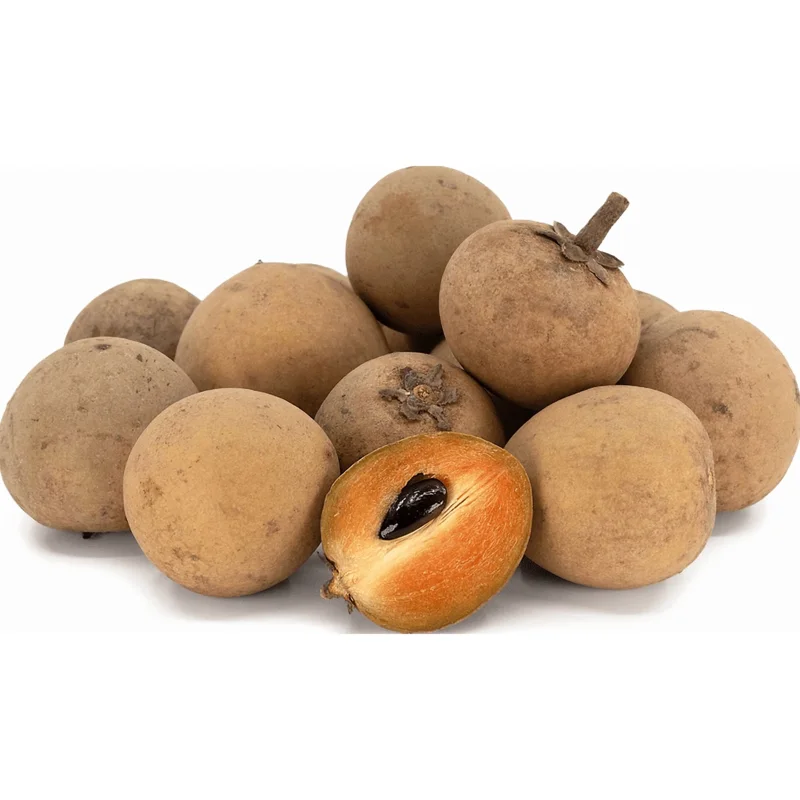 Sapodilla Tree Live Plant - Sweet Tropical Fruit Tree - 6-8 Inches Tall - Image 6