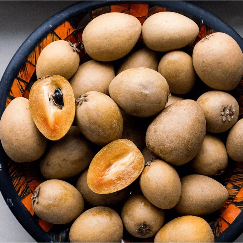 Sapodilla Tree Live Plant - Sweet Tropical Fruit Tree - 6-8 Inches Tall - Image 1