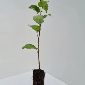 Sargent Roselow Crabapple Trees Live Plant - 4 Pack, 6-12