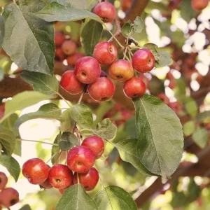 Sargent Roselow Crabapple Trees Live Plant - 4 Pack, 6-12