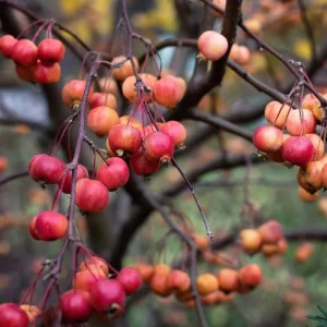 Sargent Roselow Crabapple Trees Live Plant - 4 Pack, 6-12