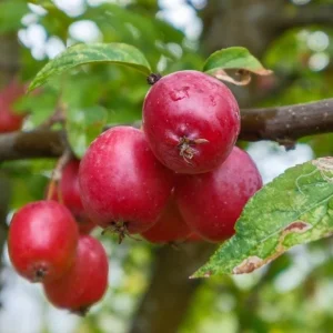 Sargent Roselow Crabapple Trees Live Plant - 4 Pack, 6-12