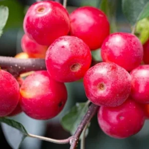 Sargent Roselow Crabapple Trees Live Plant - 4 Pack, 6-12