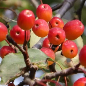 Sargent Roselow Crabapple Trees Live Plant - 4 Pack, 6-12