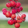 Sargent Roselow Crabapple Trees Live Plant - 4 Pack, 6-12" Tall Dormant Starter - Image 1