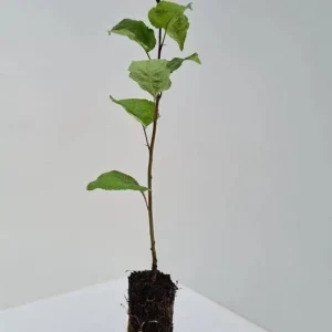 Sargent Roselow Crabapple Trees Live Plants - 2 Pack, 6-12