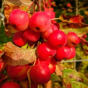 Sargent Roselow Crabapple Trees Live Plants - 2 Pack, 6-12