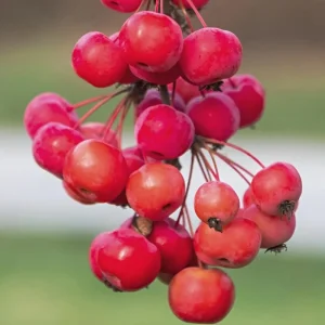 Sargent Roselow Crabapple Trees Live Plants - 2 Pack, 6-12