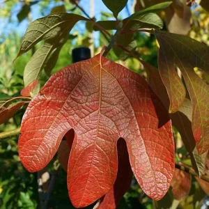 Sassafras Albidum Tree - 2 Dormant Bare Root Plants 1-2 Ft Tall - Image 10