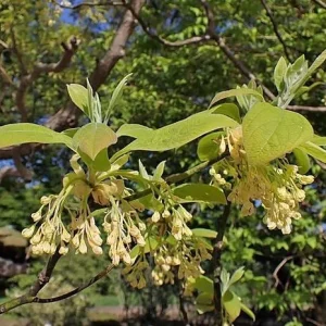 Sassafras Albidum Tree - 2 Dormant Bare Root Plants 1-2 Ft Tall - Image 4