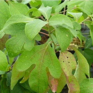 Sassafras Albidum Tree - 2 Dormant Bare Root Plants 1-2 Ft Tall - Image 5