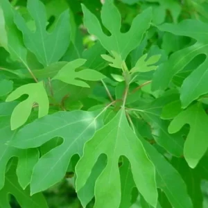 Sassafras Albidum Tree - 2 Dormant Bare Root Plants 1-2 Ft Tall - Image 6