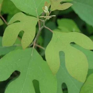 Sassafras Albidum Tree - 2 Dormant Bare Root Plants 1-2 Ft Tall - Image 9