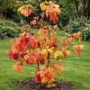 Sassafras Albidum Tree - 2 Dormant Bare Root Plants 1-2 Ft Tall - Image 1
